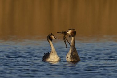 Great Crested Grebe (Podiceps kristali) Somerset Düzey, Somerset, İngiltere 'de bir gölde otla kur yapma dansı.