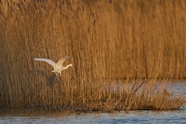 Küçük Egret (Egret garzetta) Somerset Düzey 'in sazlıklar üzerinde uçan Somerset, İngiltere.
