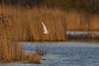 Küçük Egret (Egret garzetta) Somerset Düzey 'in sazlıklar üzerinde uçan Somerset, İngiltere.