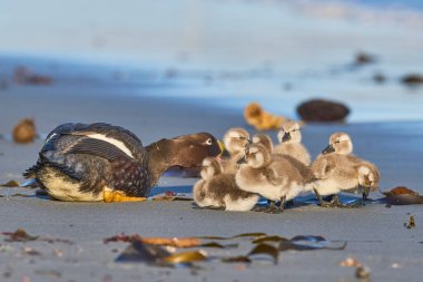 Female Falkland Steamer Duck (Tachyeres brachypterus) with recently hatched chicks on a sandy beach on Sea Lion Island in the Falkland Islands. clipart