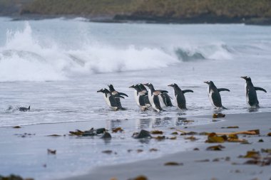 Gentoo Penguenleri (Pygoscelis papua) Falkland Adaları 'ndaki Deniz Aslanı Adası' ndaki kumlu bir plajdan denize açılır ve açılır..