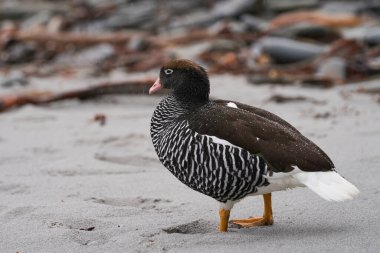 Female Kelp Goose (Chloephaga hybrida malvinarum) on the beach of Sea Lion Island in the Falkland Islands.     clipart