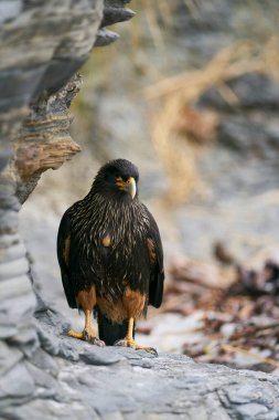 Falkland Adaları 'ndaki Sea Lion Adası kıyısındaki Çizgili Karakara (Phalcoboenus australis)..