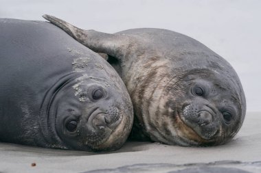 Southern Elephant Seal pups (Mirounga leonina) on the coast of Sea Lion Island in the Falkland Islands. clipart