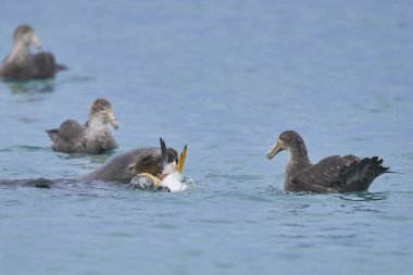 Southern Giant Petrels (Macronectes giganteus) trying to scavenge from a Southern Sea Lion (Otaria flavescens) with a recently caught penguin on the coast of Sea Lion Island in the Falkland Islands. clipart