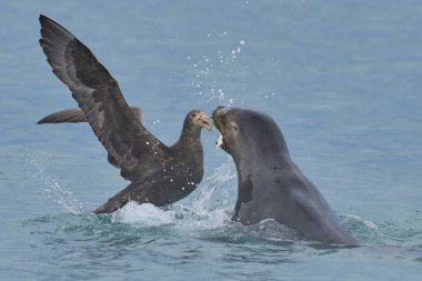 Güney Devi Petrels (Macronectes giganteus), Falkland Adaları 'ndaki Deniz Aslanı Adası kıyısında yakın zamanda yakalanan bir penguenle Güney Denizi Aslanı' ndan (Otaria flavescens) beslenmeye çalışıyor..
