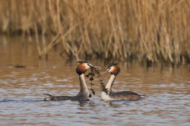 Great Crested Grebe (Podiceps cristatus) courtship dance with weed on a lake in the Somerset Levels, Somerset, United Kingdom. clipart