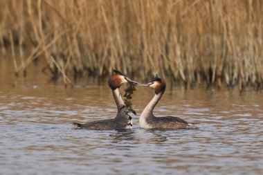 Great Crested Grebe (Podiceps kristali) Somerset Düzey, Somerset, İngiltere 'de bir gölde otla kur yapma dansı.