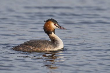 Somerset Düzey, Somerset, İngiltere 'de bir gölde yüzen Great Crested Grebe (Podiceps kristali).