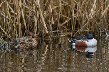 Pair of Shoveler (Anas clypeata) on a lake on the Somerset Levels in Somerset, United Kingdom.     clipart