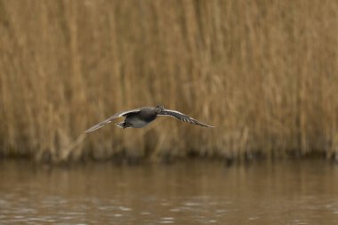 Erkek Gadwall (Anas strepera), Somerset Düzey, İngiltere 'deki bir lagüne iniyor..      