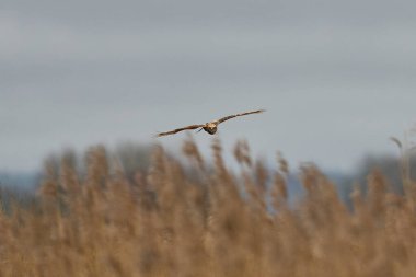 Marsh Harrier (Circus aeruginosus), Birleşik Krallık 'taki Somerset Düzey' de bir sazlığın üzerinde avlanmaktadır.