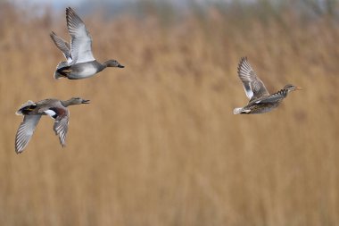 Gadwall Grubu (Anas strepera) Somerset Düzey üzerinde uçuyor, Birleşik Krallık.      