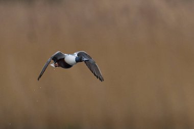 Male Shoveler (Anas clypeata) in flight across the reedbeds of the Somerset Levels in Somerset, United Kingdom.                                 clipart