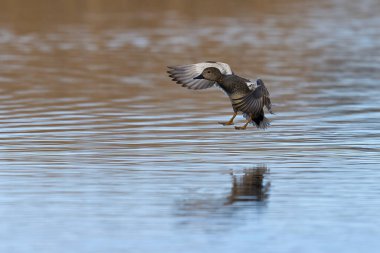 Gadwall (Anas strepera), Somerset, İngiltere 'deki Somerset Düzey' de bir lagüne iniyor..     