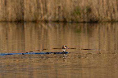 Great Crested Grebe (Podiceps kristali), Somerset Düzey, Somerset, İngiltere 'de yuva yapmak için gagasında uzun bir sazlık kökü taşıyor.