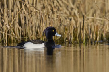 Tufted Duck (Aythya fuligula) swimming on a lagoon in the Somerset Levels, Somerset, United Kingdom.  clipart