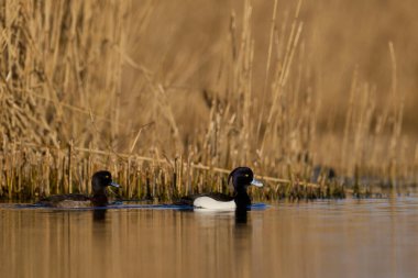 Tufted Duck (Aythya fuligula) Somerset Düzey, Somerset, İngiltere 'de bir lagünün üzerinde yüzüyor. 