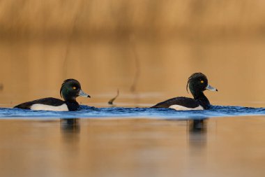 Tufted Duck (Aythya fuligula) Somerset Düzey, Somerset, İngiltere 'de bir lagünün üzerinde yüzüyor. 