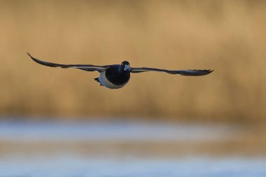 Tufted Duck (Aythya fuligula), Somerset Düzey, Somerset, İngiltere 'de bir lagünün üzerinde alçaktan uçuyor.. 