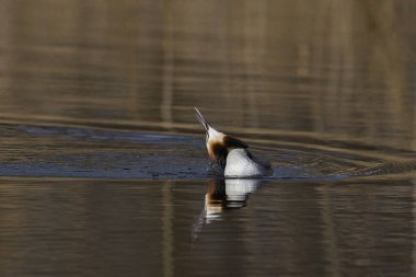 Great Crested Grebe (Podiceps cristatus) preening on a lake in the Somerset Levels, Somerset, United Kingdom. clipart