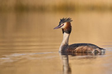 Somerset Düzey, Somerset, İngiltere 'de bir gölde yüzen Great Crested Grebe (Podiceps kristali).