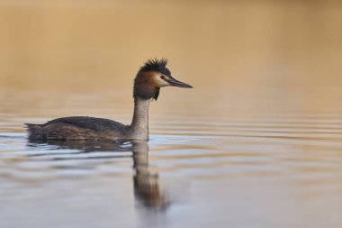 Somerset Düzey, Somerset, İngiltere 'de bir gölde yüzen Great Crested Grebe (Podiceps kristali).
