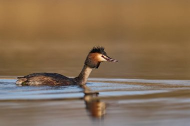 Somerset Düzey, Somerset, İngiltere 'de bir gölde yüzen Great Crested Grebe (Podiceps kristali).