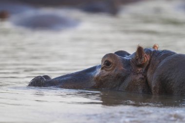 Güney Luangwa Ulusal Parkı, Zambiya 'daki Luangwa Nehri' nde Hippopotamus (Hippopotamus amfibi)  