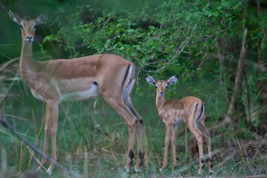 Genç Impala (Aepyceros melampus) zümrüt sezonunun başında Güney Luangwa Ulusal Parkı, Zambiya 'da