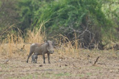 Yaban domuzu (Phacochoerus aethiopicus) Güney Luangwa Ulusal Parkı, Zambiya