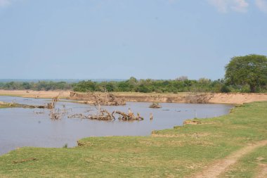Güney Luangwa Ulusal Parkı, Zambiya 'dan akan Luangwa Nehri yavaş akıyor.         