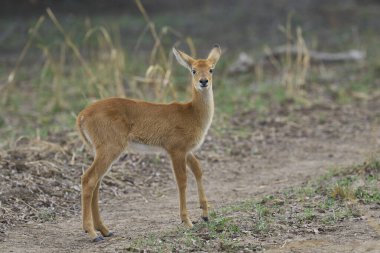 Genç Puku (Kobus vardoni) Güney Luangwa Ulusal Parkı, Zambiya