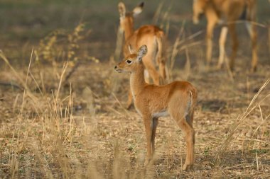 Genç Puku (Kobus vardoni) Güney Luangwa Ulusal Parkı, Zambiya