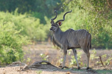 Erkek Büyük Kudu (Tragelaphus strepsiceros) Güney Luangwa Ulusal Parkı 'nın ağaçlık bir bölgesinde yiyecek arıyor.