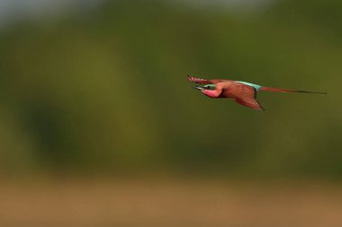 Güney Luangwa Ulusal Parkı, Zambiya 'daki Luangwa Nehri üzerinde uçan böcekleri avlayan Güney Carmine Arı Yiyen (Merops nubicoides)