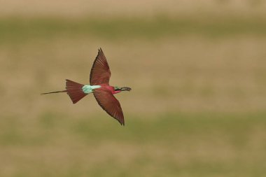 Güney Carmine Arı Yiyen (Merops nubicoides), Güney Luangwa Ulusal Parkı Zambiya 'da gagasında böcekle uçuyor.