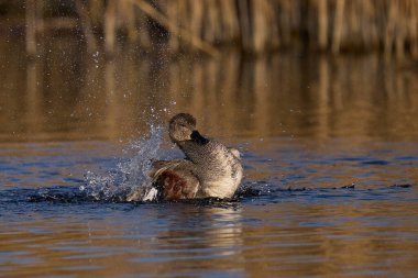 Gadwall (Anas strepera), Somerset, İngiltere 'deki Somerset Düzey' de üreme mevsiminde suda su sıçratır..