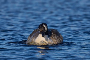 Kanada Kaz (Branta canadensis), Somerset, İngiltere 'deki Somerset Düzey' de bir gölde yüzer ve su sıçratır..