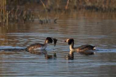 Great Crested Grebe (Podiceps kristali) Somerset Düzey, Somerset, İngiltere 'de bir gölde otla kur yapma dansı.