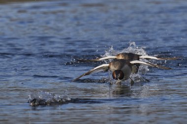 Great Crested Grebe (Podiceps kristali), Somerset, Somerset, İngiltere 'deki bir gölde bahar kur yaparken rakiplerini kovalıyor..