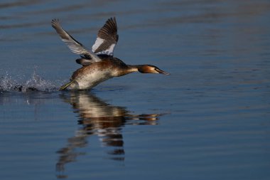 Great Crested Grebe (Podiceps kristali), Somerset, Somerset, İngiltere 'deki bir gölde bahar kur yaparken rakiplerini kovalıyor..