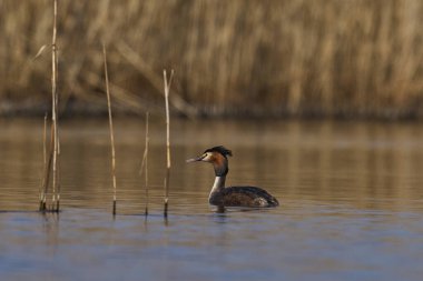 Somerset Düzey, Somerset, İngiltere 'de bir gölde yüzen Great Crested Grebe (Podiceps kristali).