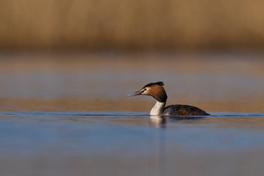 Somerset Düzey, Somerset, İngiltere 'de bir gölde yüzen Great Crested Grebe (Podiceps kristali).