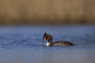 Somerset Düzey, Somerset, İngiltere 'de bir gölde yüzen Great Crested Grebe (Podiceps kristali).
