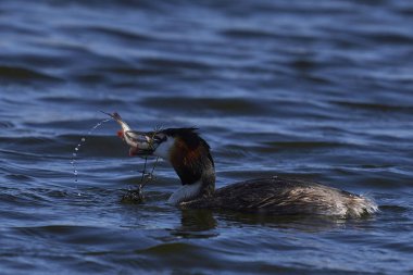 Great Crested Grebe (Podiceps kriterleri) Somerset, İngiltere 'de yakın zamanda yakalanan bir balığı yutuyor..