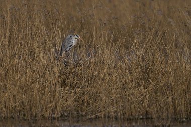 Gri Heron (Ardea cinerea) İngiltere 'nin Somerset kentindeki Ham Wall' da sazlıklar arasında yuva yapıyor..