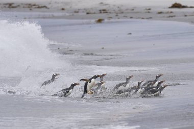 Gentoo Penguenleri (Pygoscelis papua) denizde bir gün beslendikten sonra karaya geri dönüyorlar. Falkland Adalarındaki Deniz Aslanı Adası.