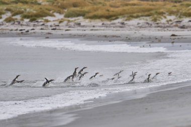 Gentoo Penguenleri (Pygoscelis papua) denizde bir gün beslendikten sonra karaya geri dönüyorlar. Falkland Adalarındaki Deniz Aslanı Adası.