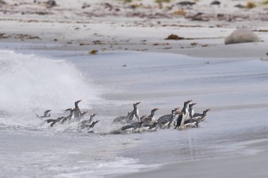 Gentoo Penguenleri (Pygoscelis papua) denizde bir gün beslendikten sonra karaya geri dönüyorlar. Falkland Adalarındaki Deniz Aslanı Adası.